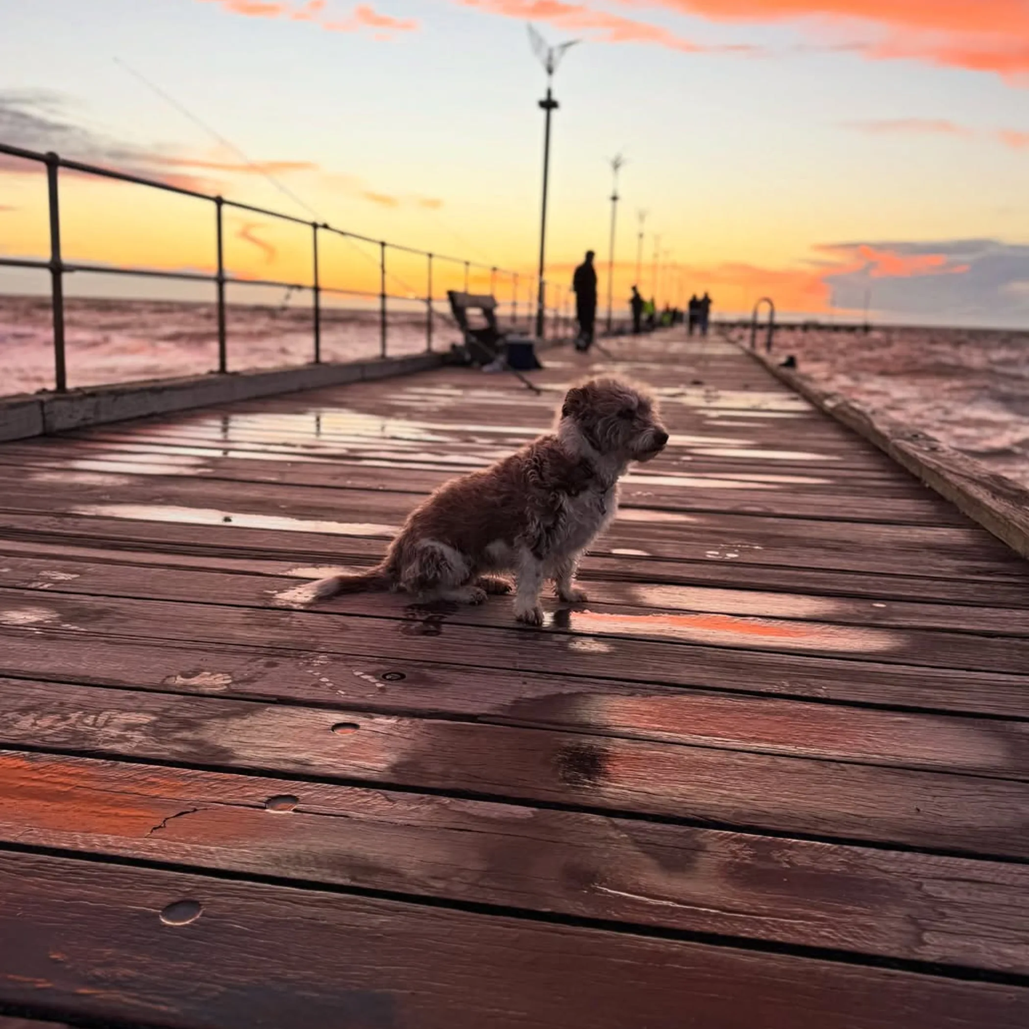 coastal victorian pier at sunset