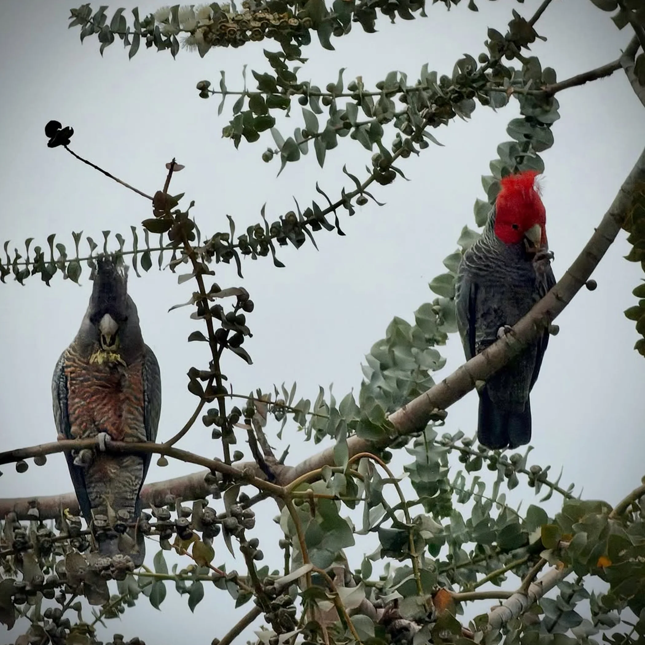 apollo bay wildlife photo